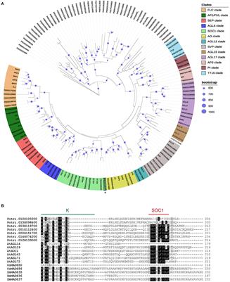 Overexpression of a SOC1-Related Gene Promotes Bud Break in Ecodormant Poplars